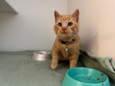 Fundkatze Arnoldstein